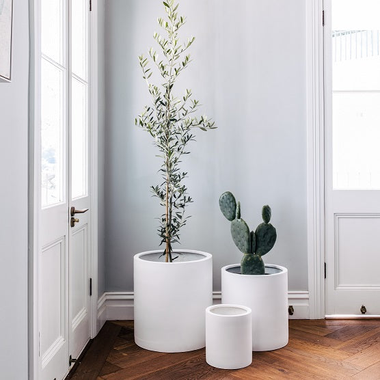 White pots with olive tree