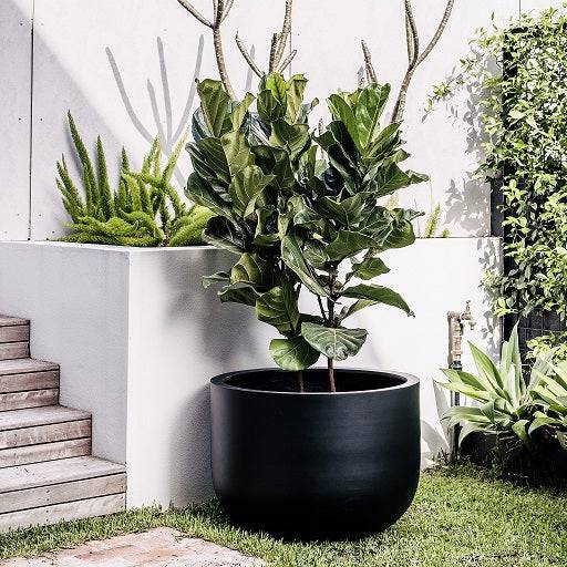 Single black planter with Fiddle Leaf Fig