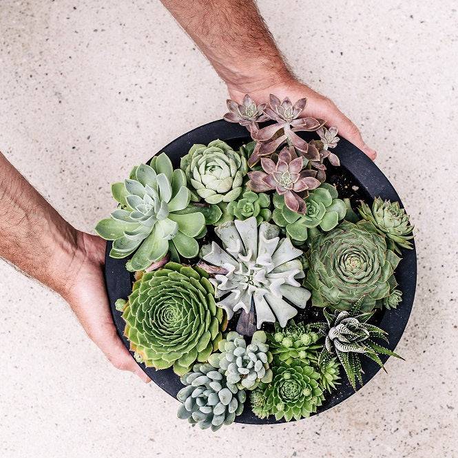 Low bowl style succulent planter