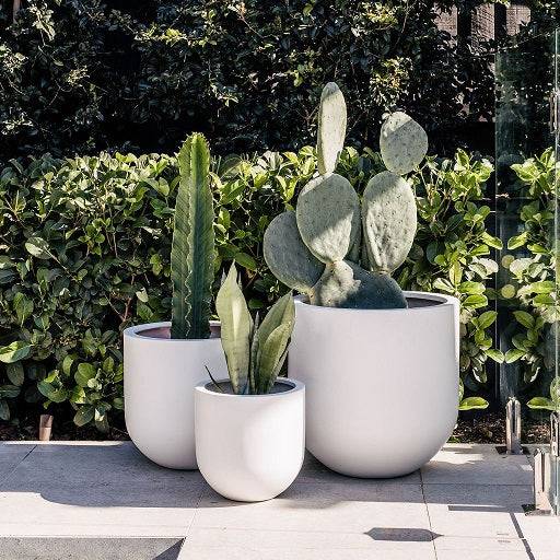 Group of white pots with plants