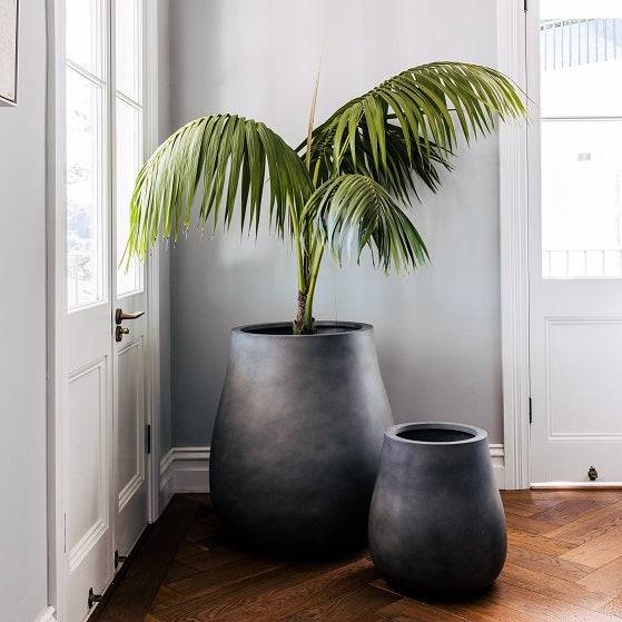 Two lightweight garden pots with Kentia Palm