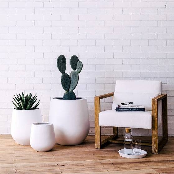 Group of white garden planters with Prickly Pear