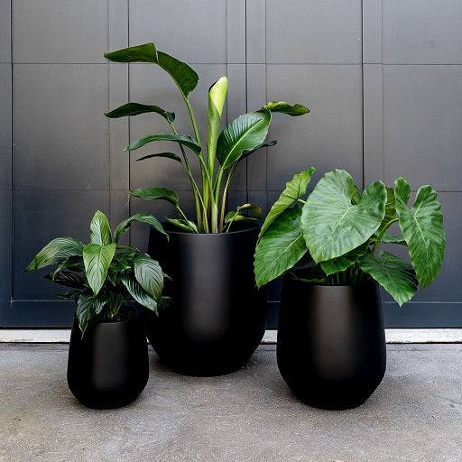 Black garden pots with lush green plants
